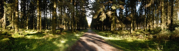 Bellever Forest, Dartmoor