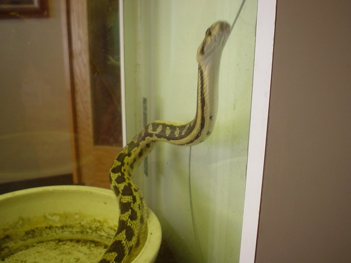 rattlesnake in visitors center