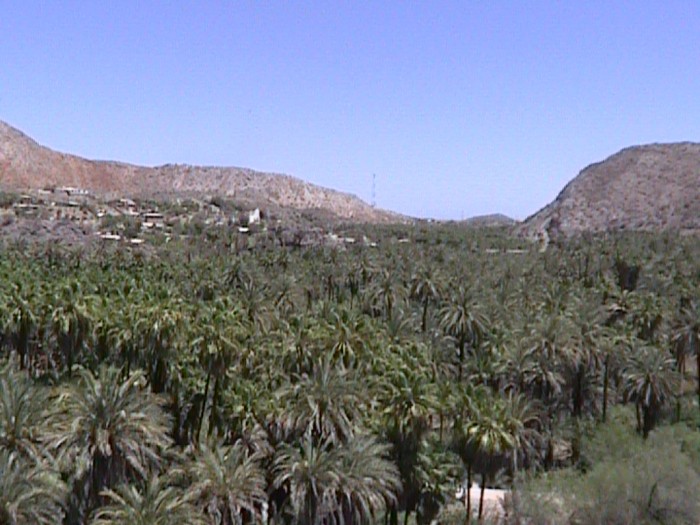date palms in Mulege