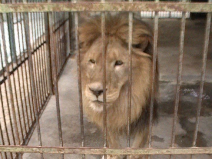 animal @ zoo in santiago
lion