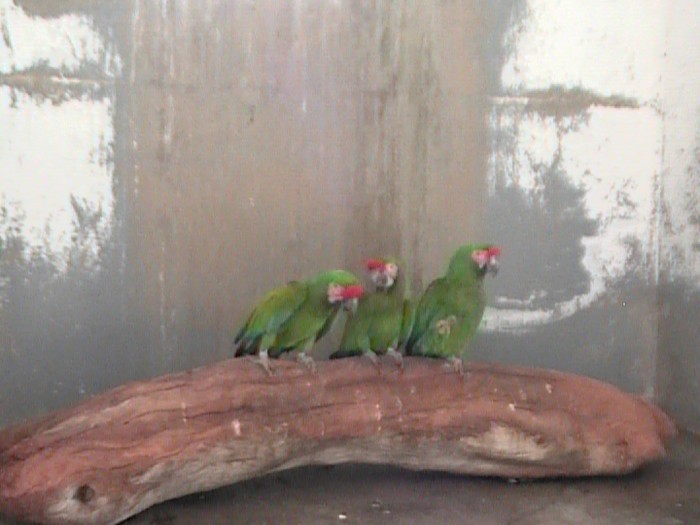 3 parrots