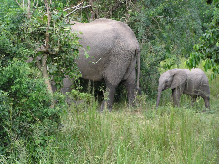 Elefants near the Nile