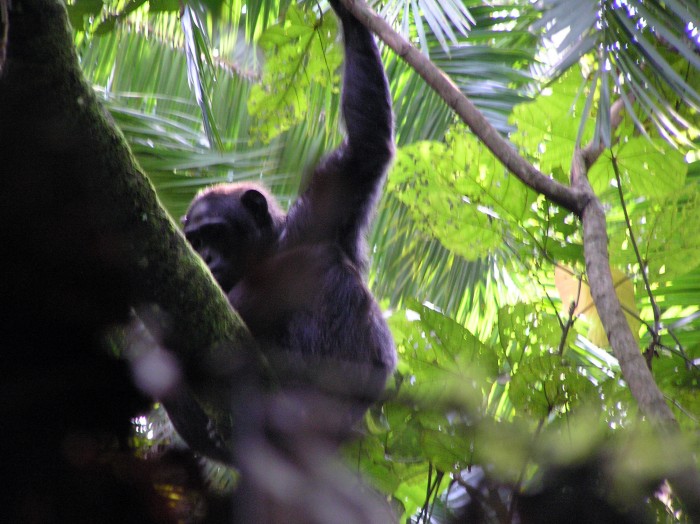 A chimp on a tree