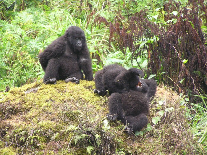 Three young gorillas playing